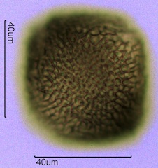 Geranium Pollen