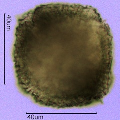 Geranium Pollen