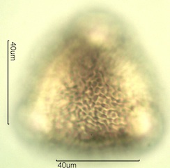 Geranium Pollen