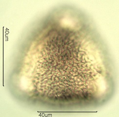 Geranium Pollen
