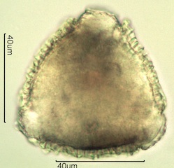 Geranium Pollen