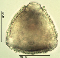Geranium Pollen