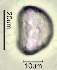 Geyer's Onion Pollen