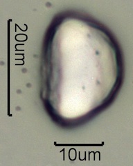 Geyer's Onion Pollen