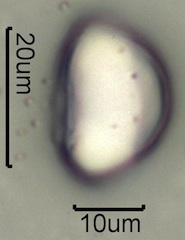 Geyer's Onion Pollen