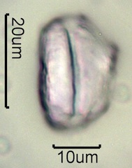 Geyer's Onion Pollen