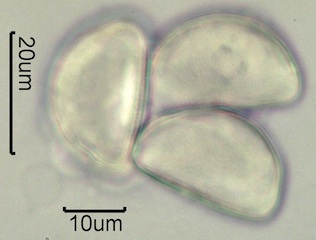 Geyer's Onion Pollen