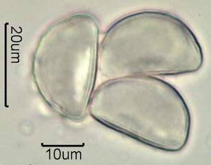 Geyer's Onion Pollen