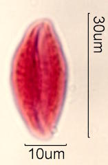 Ginkgo biloba Pollen