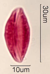 Ginkgo biloba Pollen