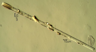 Glass Fiber With Filled Resin