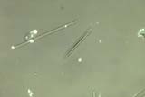 Apparent Birefringence in Glass Fiber