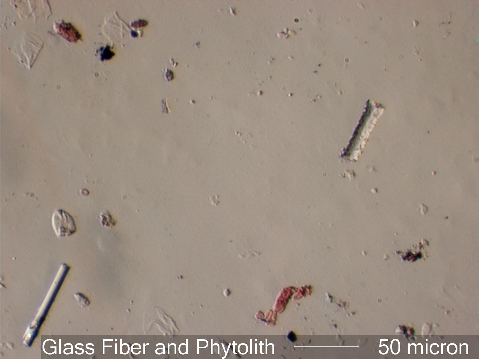 Glass Fiber and Phytolith