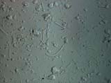 Glass Fiber From The Space Shuttle Thermal Tiles