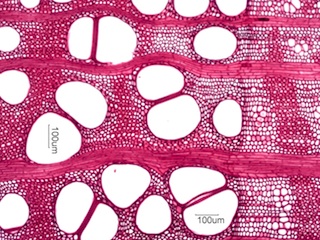 Gleditsia triacanthos, Cross-Section