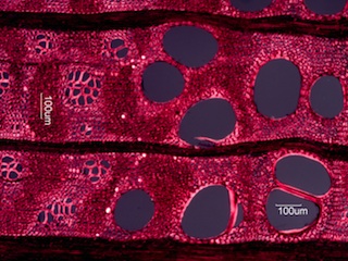 Gleditsia triacanthos, Cross-Section
