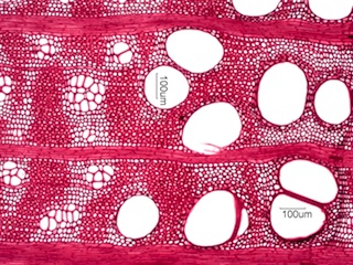 Gleditsia triacanthos, Cross-Section
