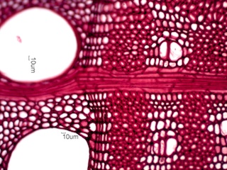 Gleditsia triacanthos, Cross-Section