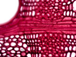 Gleditsia triacanthos, Cross-Section