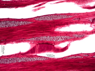 Gleditsia triacanthos, Tangential-Section