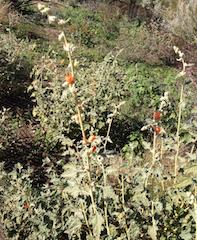 Desert Globemallow (Sphaeralcea ambigua)