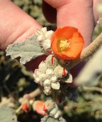 Desert Globemallow (Sphaeralcea ambigua)