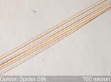 Golden Spider Silk