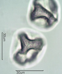 Grass Pollen
