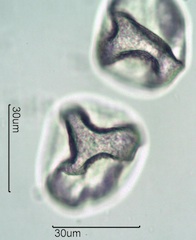 Grass Pollen