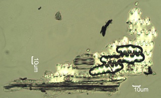 Grass Epithelium