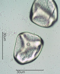 Grass Pollen
