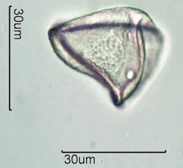 Grass Pollen