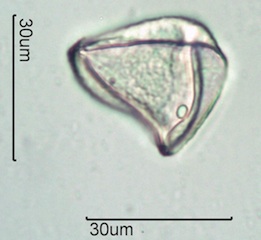 Grass Pollen
