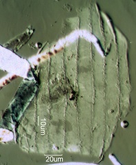 Grass Epithelium