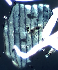Grass Epithelium