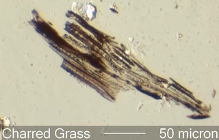 Charred Grass