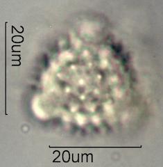 Groundsel Pollen