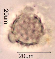 Groundsel Pollen