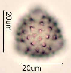 Groundsel Pollen