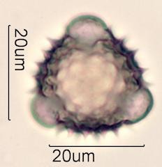 Groundsel Pollen