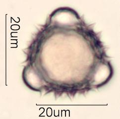 Groundsel Pollen