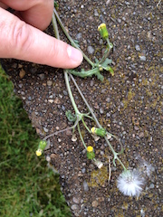 Groundsel