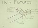 Hair Features diagram drawing
