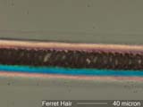Ferret Hair