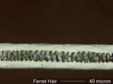 Ferret Hair