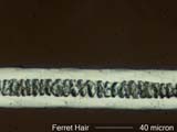 Ferret Hair