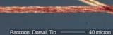 HairRacFl2DorsalTip