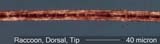 HairRacFlDorsalTip