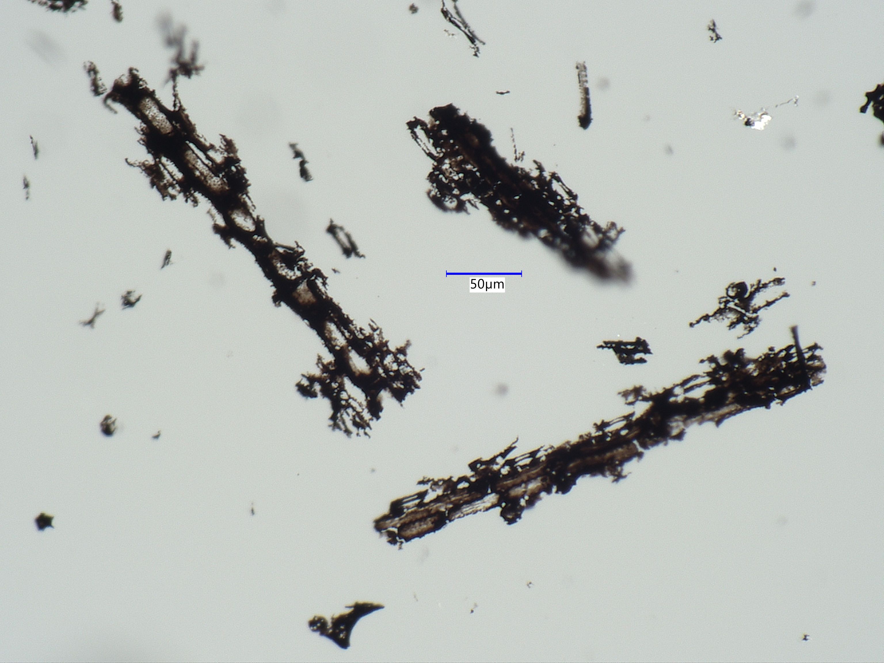 Charred Bull Grass