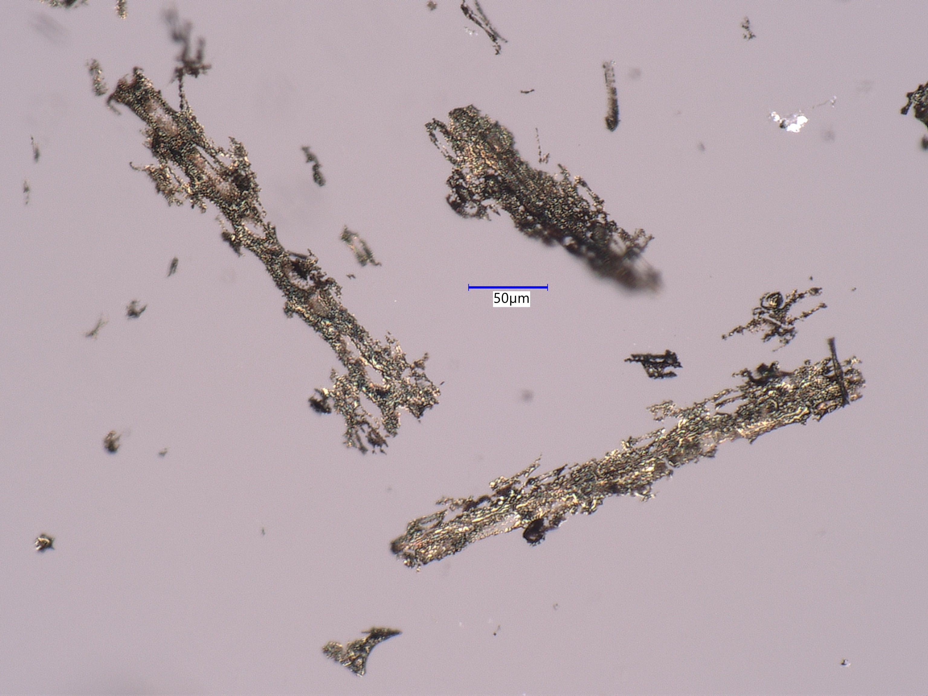 Charred Bull Grass